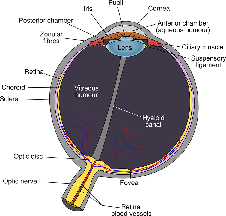 eye anatomy