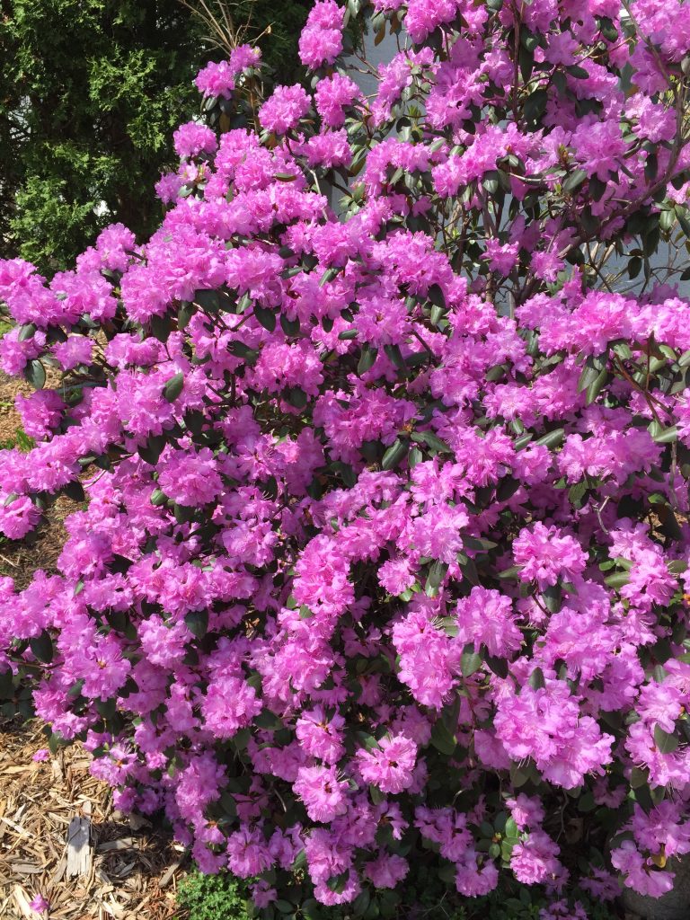 rhododendron