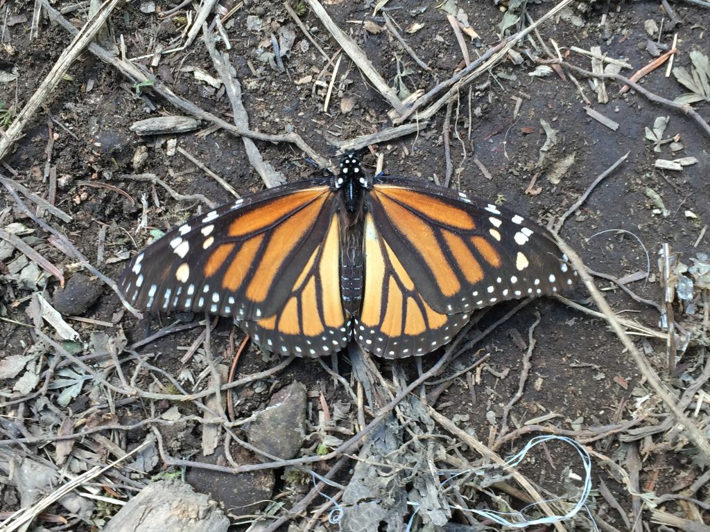 female-monarch