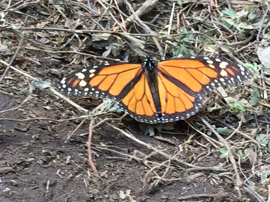 male-monarch